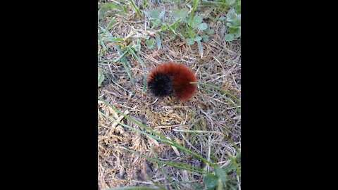 wooly bear caterpillar