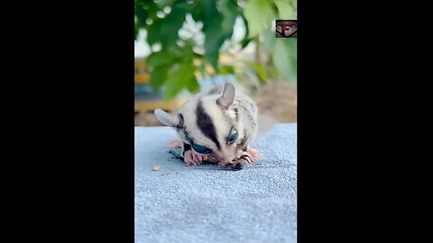 The Sugar Glider Facts #shorts #amazingfacts #animals