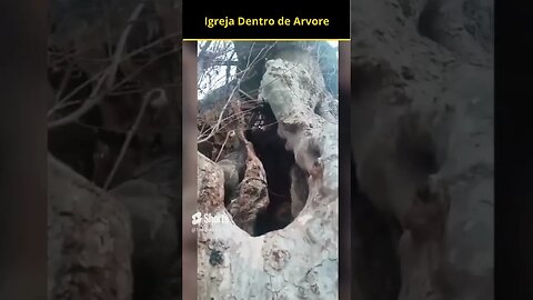 Igreja Misteriosa Dentro da Árvore Oca #shorts