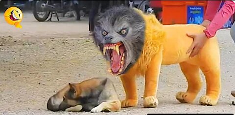 Troll Prank Dog Funny & fake Lion and Fake Tiger Prank To dog & Huge Box Prank to dog