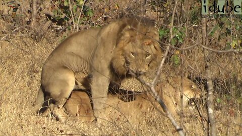 WILDlife: Lions Pairing In The African Bush