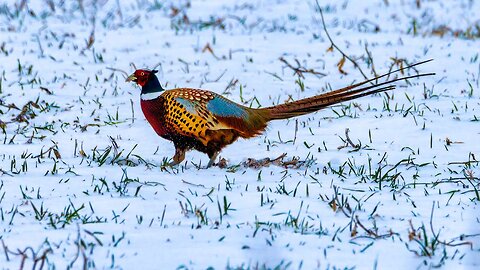 Quail Hunting but with PHEASANT Too!!!