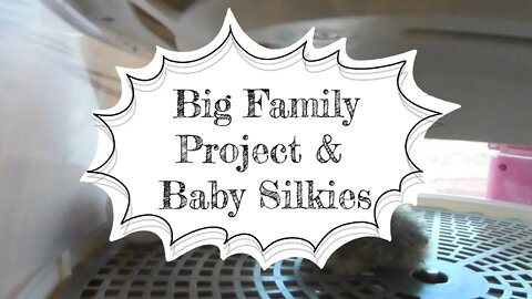 A Big Project and Baby Silkies