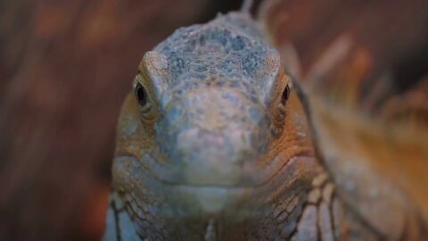 Iguana looks straight into the camera