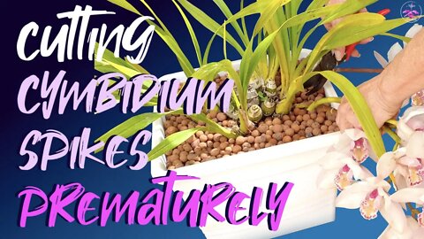 Why I am cutting my #Cymbidium spikes prematurely | Best timing to cut #Cymbidium spikes & why