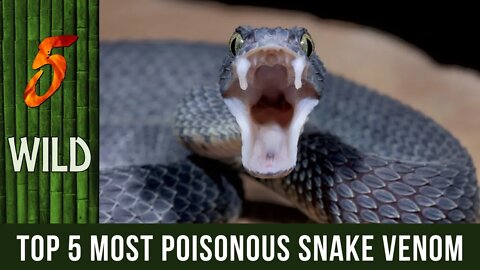 Top 5 Most Poisonous Snake Venom In Us | 5 WILD