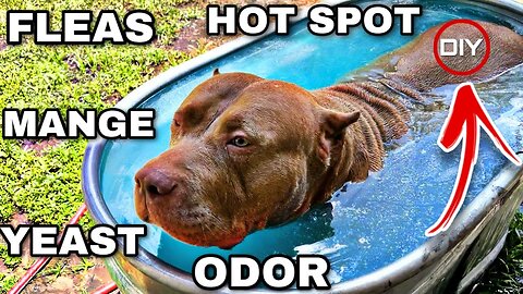 This DIY Dog Shampoo Fixed My American Bully's Skin Issues