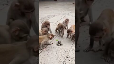 यह बंदर क्या कर रहे हैं😳What Are These Monkeys Doing👈