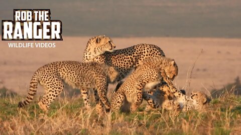 Cheetah Family In The Early Morning | Maasai Mara Safari | Zebra Plains