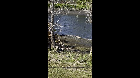 Gators In Paradise Part 4 #Gator #Alligator #mywalksinparadise #SWFL #4K #DolbyVisionHDR