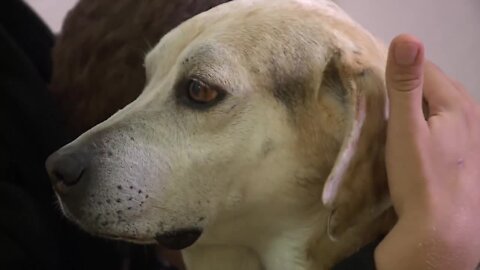 Therapy dog provides much-needed comfort, emotional support in Palm Beach County schools