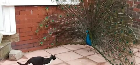 Cat Thinks Peacock Is A Walking Toy