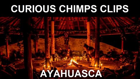 The Truth About Ayahuasca & Other Psychedelics