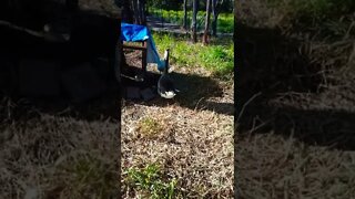 Geese protecting the ducklings again