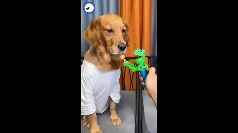 Dog: Just because I'm good-natured doesn't mean I won't bite! funny dog videos