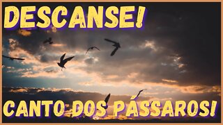 Canto dos pássaros relaxantes! Descanse já! Durma, medite, ore e estude!