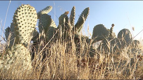 Help protect the endangered Bakersfield cactus found solely in Kern