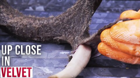 How to Peel Velvet Off Deer Antlers