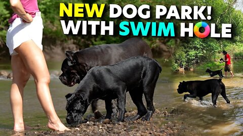 INSANE NEW Dog Park! CANE CORSO Swim Hole!