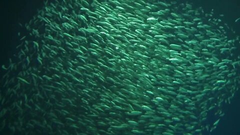 Monterey Bay Aquarium School Of Fish Pacific Sardine