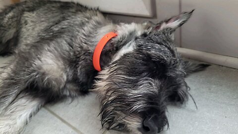 Dagr The Schnauzer - puppy nap