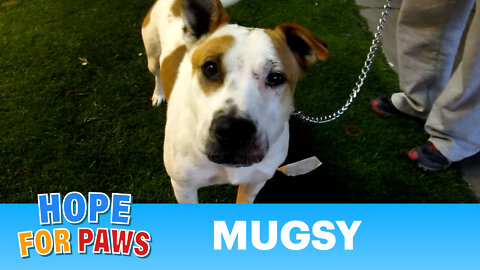 Dog rescue: Mugsy, the American Bulldog looking for a home.