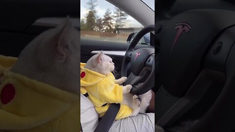 cute cat status video😻 | cat driving tesla #shortvideo #shortsfeed #shorts