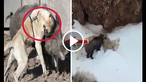 Kangal Shepherd Dogs Pig Vs