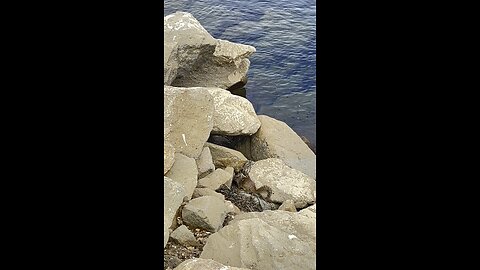 Squirrel at the beach #beachvibes #squirrel #wildlife #fyppage