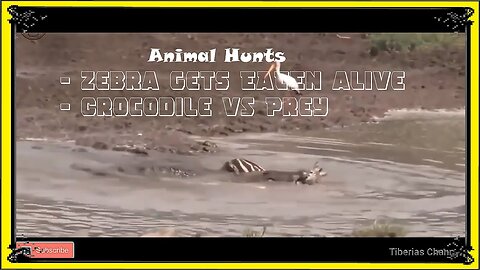 Hunting for crocodiles in the wild and other animals/Animal Planet/Nat Geo Wild/BBC Documentary/Zoo