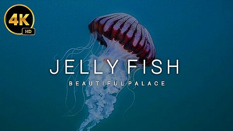 jelly fish | fish nature | beautiful Palace