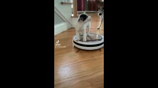 Robot vacuum rider