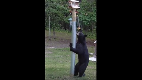 Bear Attempts to Steal Bird Feeder