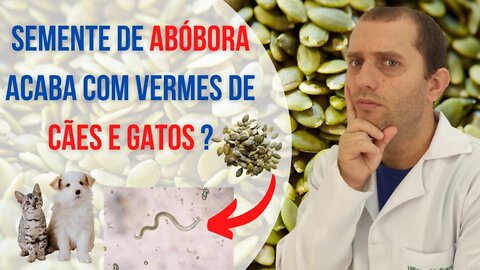 Semente de abóbora acaba com os vermes de cães e gatos