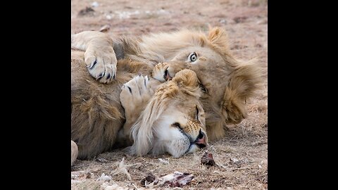 what lion love's most