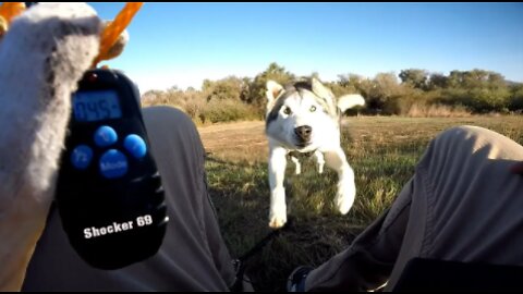 Siberian Husky Reacts To Electric Training Collar | Will It Stop Digging??