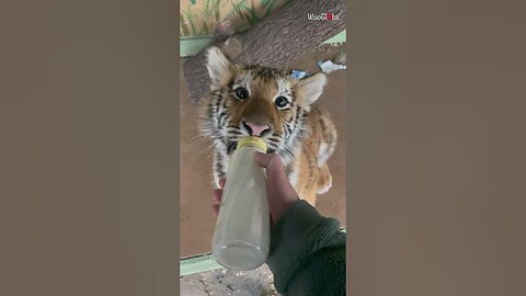 Feeding a tiger cub from a human hand