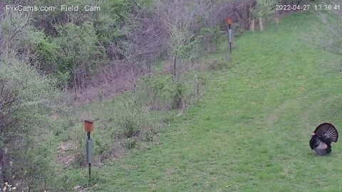 Turkey mating season ramping up - Field Cam - 4/27/2022