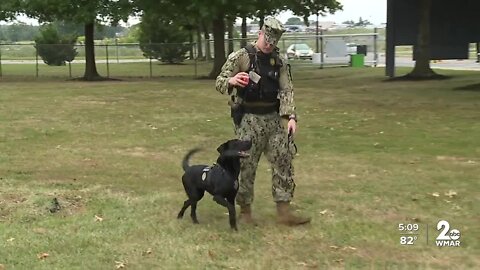 Navy dogs working security at Fleet Week