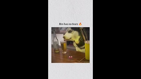 dog comedy video