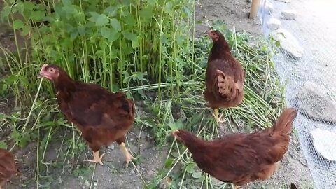 My little Girls 🐔🐔🐔🐔🐔🐔🐔🐔