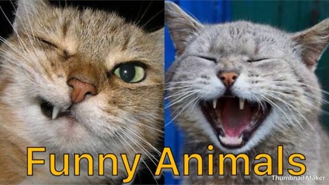 #Cute Funny Animal || ( Compilation Video)😊🤑😝😝😊