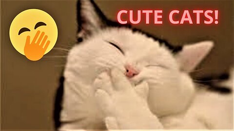 Cute Baby Cats - Cute and Funny Cat Videos Compilation 2023 part ~7