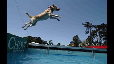 Watch 5 of the best WKC Dog Show moments to celebrate National Puppy Day | FOX SPORTS