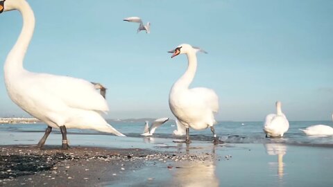 Swans on the Baltic Sea near Gdansk