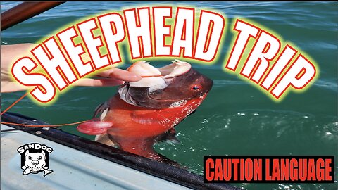 Kayak Fishing The Open Ocean For California Sheephead