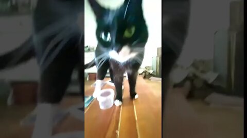 Clever Cheeky cat eats biscuits with her paws. #shorts