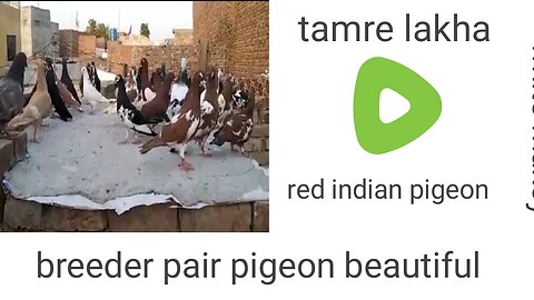 Tamra lakha beautiful breeder pair