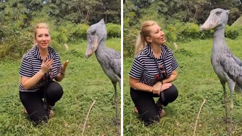 Prehistoric Dinosaur Looking Bird Seen In Uganda