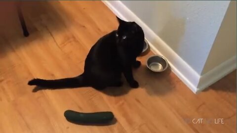 Cats Scared by Cucumbers Compilation